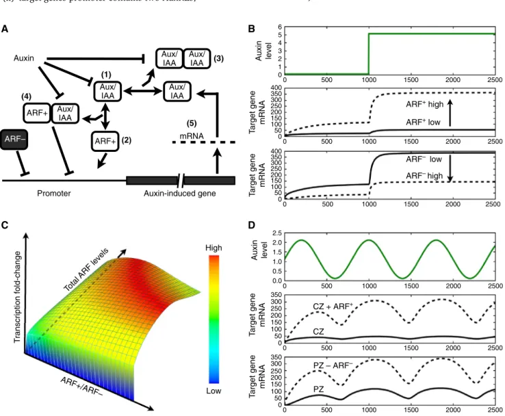 Figure 4 Mathematical model of the auxin signalling network. (A) Reaction scheme considered for the model
