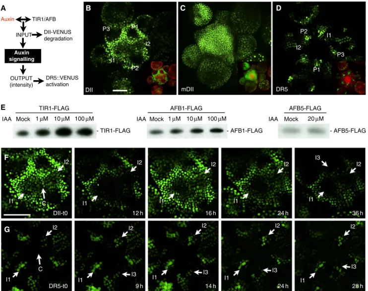 Figure 5 Spatial control and dynamics of auxin signalling at the inflorescence meristem