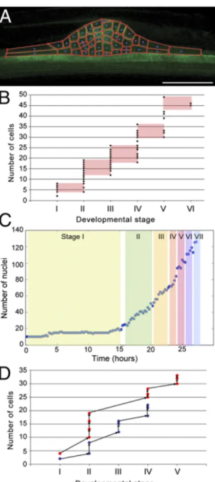 Fig. 2. The program of cell divisions during LRP development is not stereo- stereo-typical