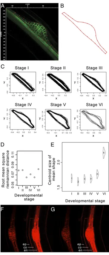 Fig. 3. LRP shape is highly regular. (A and B) The external shape of LRPs that express pAUX1:AUX1 – YFP was extracted from the median optical slice of confocal z-stacks