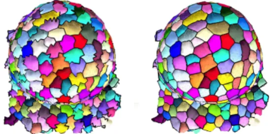 Figure 9: Example of the application of our optimization process on a meristem mesh.