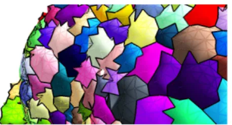 Figure 3: Surface triangles of the mesh of shoot apical meristem cells built from the tetrahedral mesh generated by Delaunay refinement.