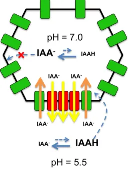 Figure 1.2: auxin transport across cell plasma membranes. In the cytoplasm with neutral pH, the anionic form largely dominates and can get out of the cell only via efflux carriers (e.g