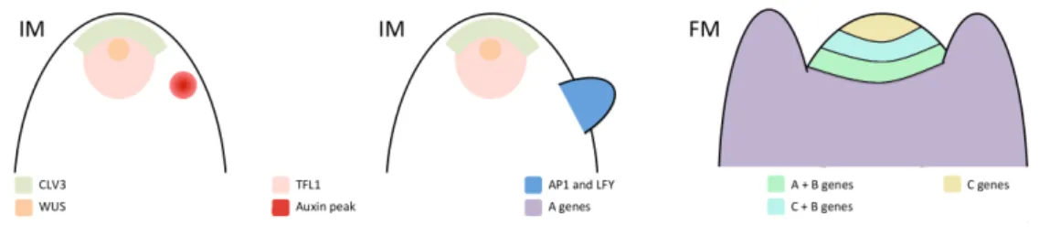 Figure 1.4: Gene expression patterns during flower transition and development. IM = Inflorescence meristem and FM = Flower meristem.