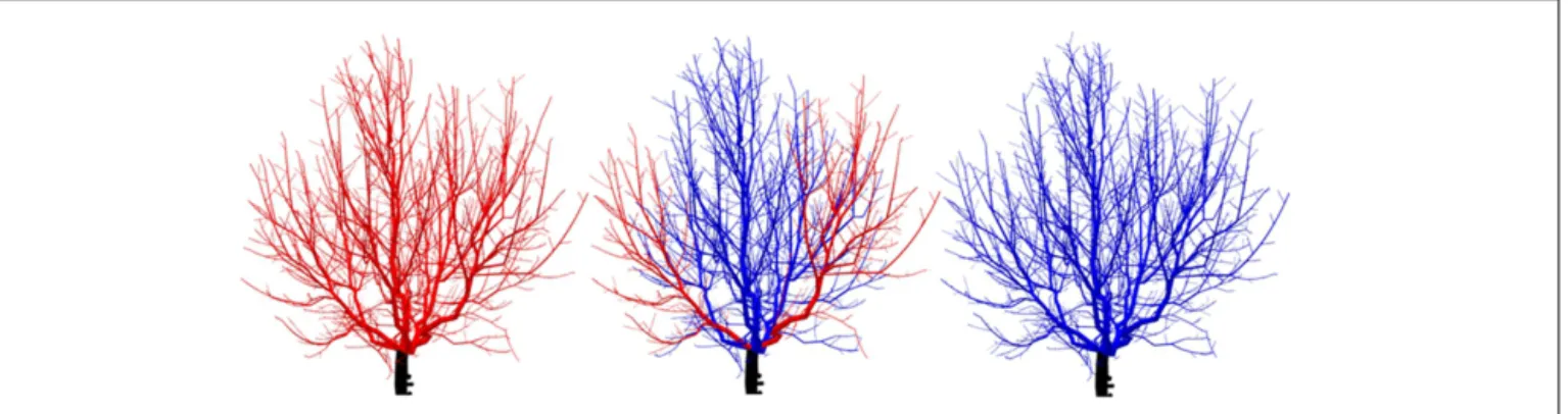 FIGURE 12 | The MAppleT model on L-Py: with (left) and without (right) computation of branch bending using mechanical simulation.
