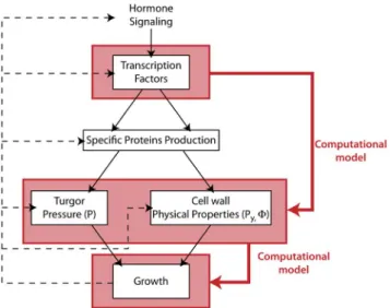 Fig. 1. Schematic view of the regulation of growth in multicellular tissues. The different horizontal layers represent different levels of biological organization
