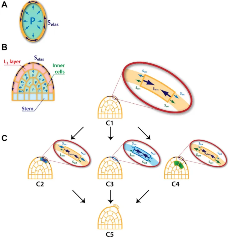 Fig. 2. Origin of forces driving growth in a multicellular tissue. (A) In the single-cell case, the mechanical (elastic) stresses (S elas , dark blue double arrows) undergone by the cell wall are due to the inner pressure (P, light blue single arrows) of t