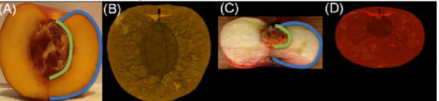 Fig 1. Architectural model of nectarine and peach fruit.  T he images (A,C) show a photograph of a longitudinal section  of a nectarine and peach fruit, respectively, that were used to generate 3D volumetric meshes (B,D)