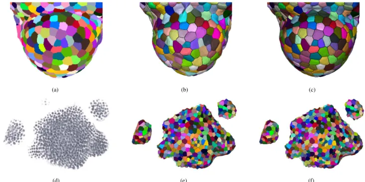 Figure 7. Tessellation for tissue reconstruction : ﬂoral mersitem imaged with membrane marker and segmented (a) and shoot apical meristem imaged with nuclei marker (d); dual geometry obtained from Delaunay tetrahedralization (b)-(e) and reconstructed tissu