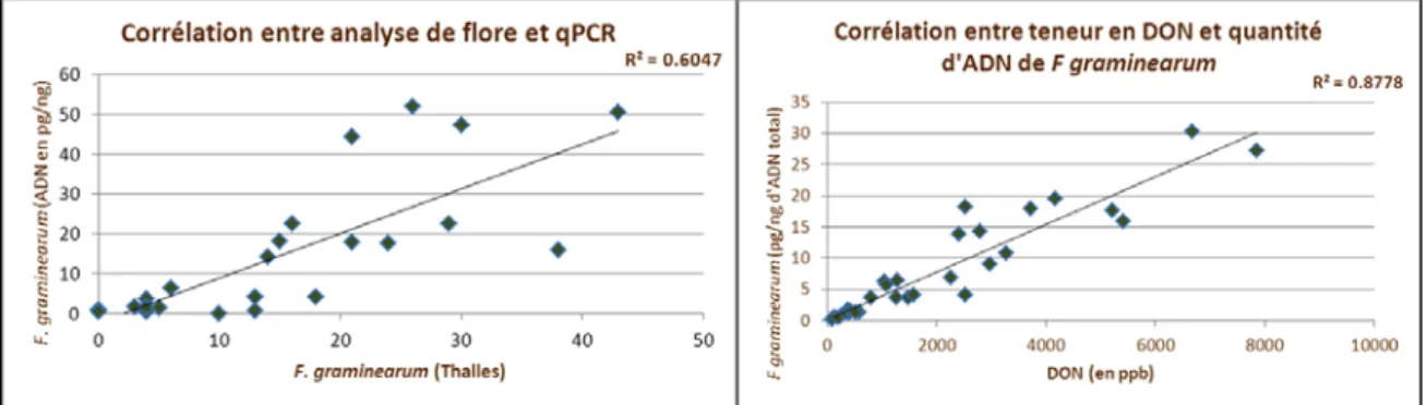 Figure 2  : Relations entre qPCr et analyse de flore et qPCR et teneur en mycotoxines (DON)