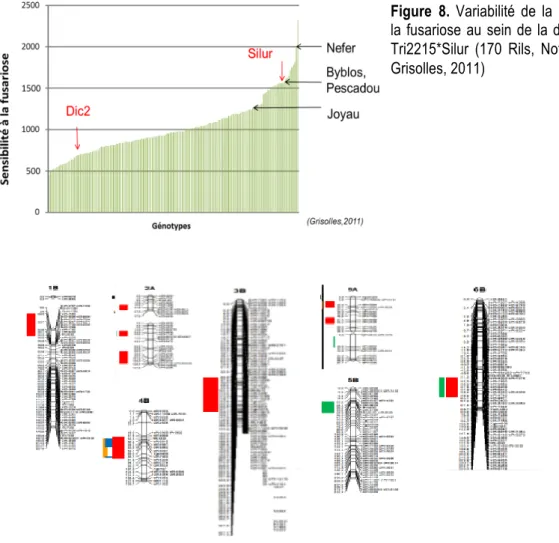 Figure 9. Zones chromosomiques détectées contrôlant l’expression de la résistance sur épi à la fusariose dans 3  expérimentations (Grisolles, 2010 – code couleur jaune-, Grisolles, 2011 -rouge-, Monbéqui, 2011-vert-)