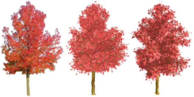 Fig. 8. Liquidambar example. On the left, the original image. In the middle, the 3D model with the same viewpoint