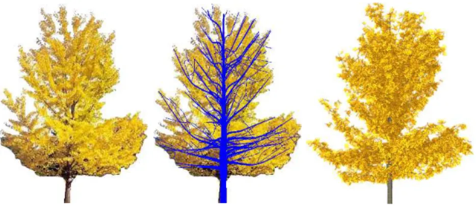 Fig. 1. On the left, an original image of Ginkgo tree. In the middle, a possible archi- archi-tecture of the branching extracted with our skeletonisation method