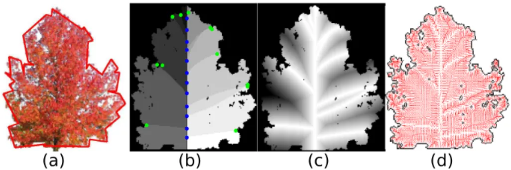 Fig. 4. On the left, an original image and in red, DCE result with 42 vertices. In the middle, an example of cuts with n = 14 branches and the probability map