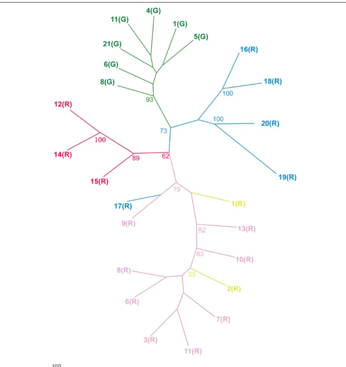 Figure 3 Consensus neighbour-joining tree based on DCE distances. Only Bootstrap values &gt;50 are indicated at each node