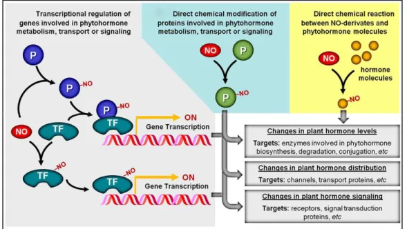 Figure 8 Interactions possible entre le NO et les phytohormomes. (A) En agissant sur les facteurs de transcription