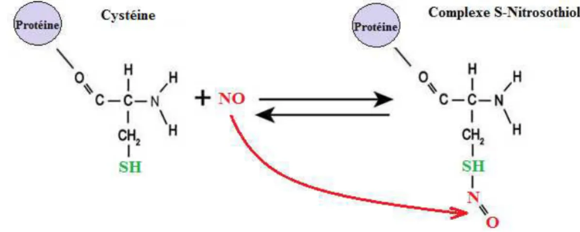 Figure 9 Représentation schématique de la formation du complexe S-Nitrosothiol suite à la réaction entre le résidu cystéine  d'une protéine et le NO