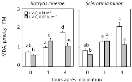 Figure  4  2.  Evolution  de  la  teneur  en  MDA  dans  des  feuilles  isolées  de  la  Laitue  Romaine, exposées ou non aux UV-C puis inoculées par (BC87) et (SM)