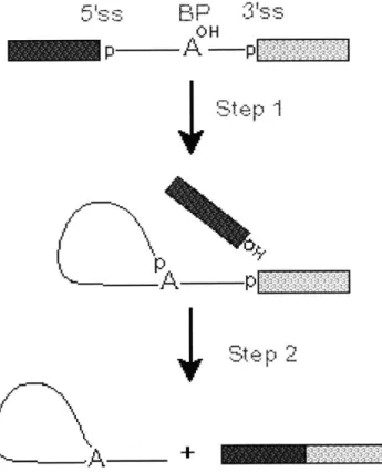 Figure  1-1:  The  two  catalytic  steps  of  pre-RNA  splicing.  The  area  between  the  5' splice  site  (5'ss)  and the  3'  splice  site  (3'ss)  is  the  intron,  and  the  two  rectangles  are exons