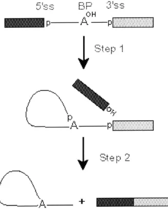 Figure  1-1:  The  two  catalytic  steps  of  pre-RNA  splicing.  The  area  between  the  5' splice  site  (5'ss)  and the  3'  splice  site  (3'ss)  is  the  intron,  and  the  two  rectangles  are exons