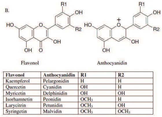 Figure 1.2 Structures of flavonols and anthocyanidins 