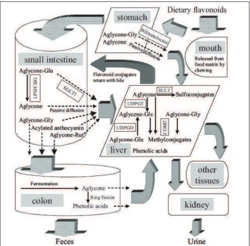 Figure 1.4 Intergrated putative pathways of dietary flavonoids absorption, metabolism, distribution, and  excretion