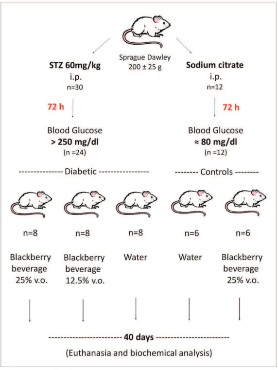 Figure 2.3 Experimental design for an in vivo model of diabetic rats treated with a blackberry beverage 