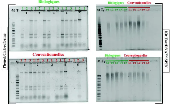 Figure 3.3. Vérification des ADN génomiques extraits par la méthode  phénol/chloroforme (gauche) et le kit FastDNA™ SPIN (droite)  