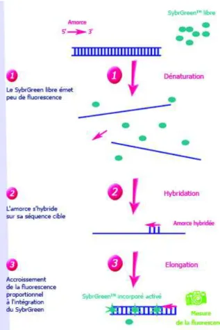 Figure 1.8. Étapes de la PCR quantitative en temps réel   avec utilisation du SybrGreen