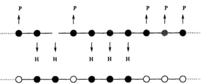 Figure  1-7: Each amino acid  is classified as either  an H or a P depending  on its degree of hydrophobicity.