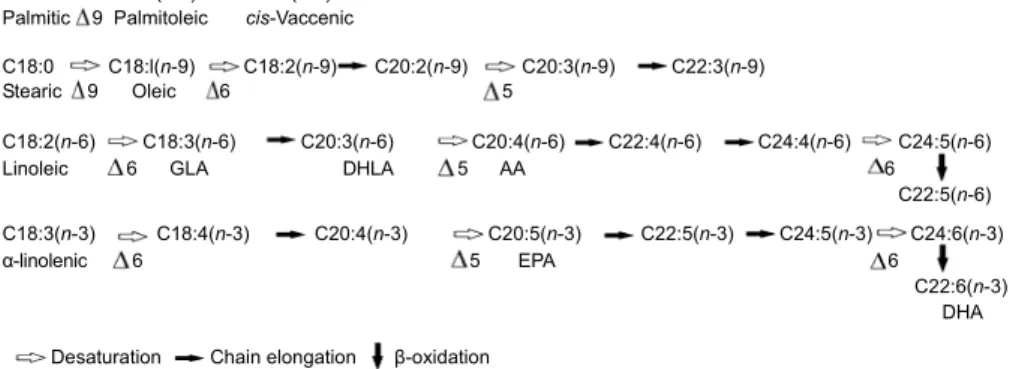 Fig. 2  Fatty acid metabolism 