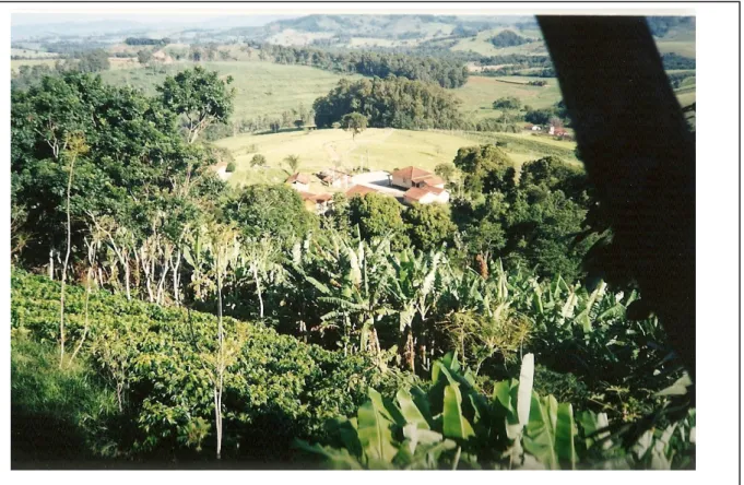 Figure 2. Coffee plantation of a AAOF associate  