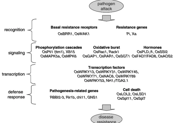 Fig. 1 Position in the putative disease resistance signaling pathway of the rice genes that were used in plants to improve disease resistance.