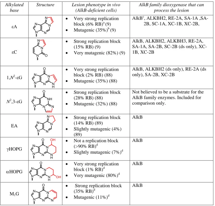 Table 2. Chemical structures of the exocyclic bridged substrates of AlkB dioxygenases
