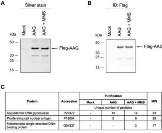 Figure 2. MtSSB is detected in complex with human AAG