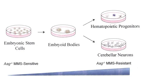 Figure  3.1:  Mouse  embryonic  stem  cells  will  be  differentiated  in  vitro  into hematopoietic  progenitors  and  cerebellar granule  neurons.