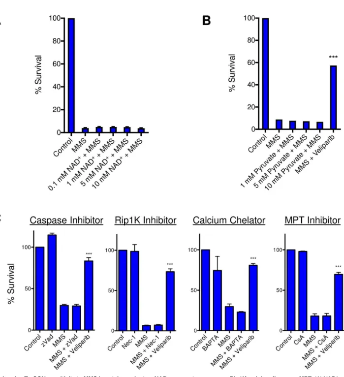 Fig 4. mAagTg CGN sensitivity to MMS is not dependent on NAD+, pyruvate, caspases, Rip1K, calcium fluxes, or MPT