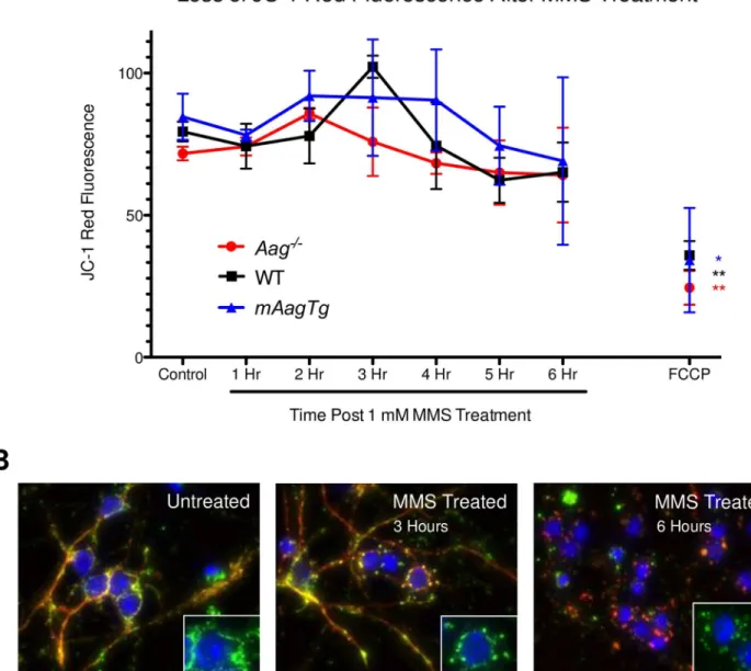 Fig 5. No loss in mitochondrial permeability or translocation of AIF in neurons after MMS treatment