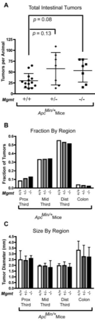 Figure 4. Tumor development in Apc Min  mice