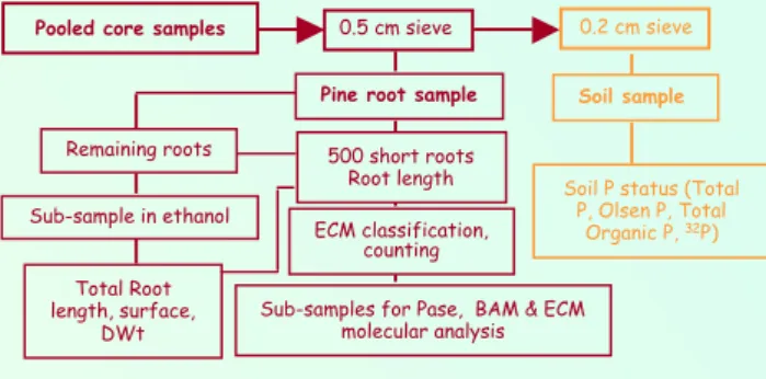 Figure 1. Simplified scheme of sampling and analysis