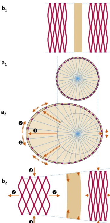 Fig. 6 Schematics of the change in curvature induced by the wood radial growth on one side of the stem