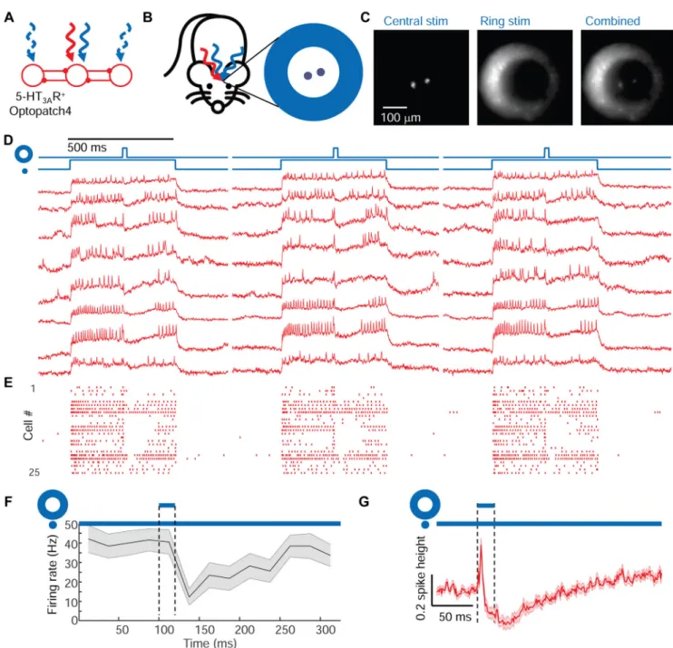 Figure 4. Center/surround optogenetic stimulation reveals lateral inhibition in barrel cortex L1.