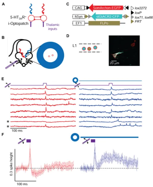 Figure 5. Optogenetic silencing reveals that L1 network activity is necessary for sensory-evoked  lateral inhibition.