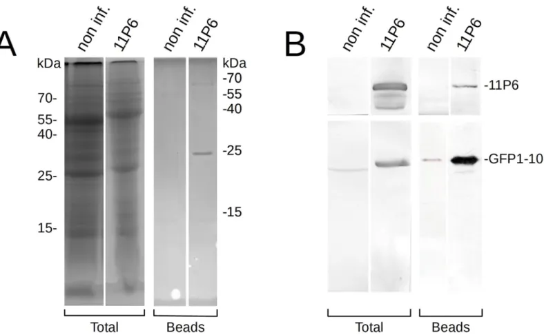 Fig 7. Immunoprecipitation of 11P6. Cell lysates, prepared from non-infected controls (non-inf.) or CaMV 11P6 -infected A