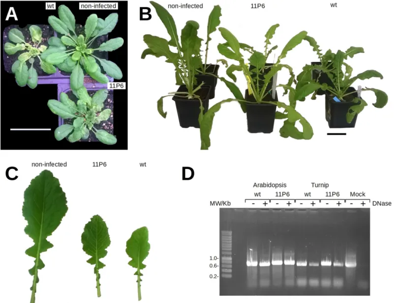Fig 2. Symptom development on CaMV-infected plants and stability of the insertion. (A) Arabidopsis thaliana GFP1-10 plants 31 days and (B) turnip plants 36 days after mechanical inoculation with plant extracts prepared from infected (CaMV wt or CaMV 11P6 )