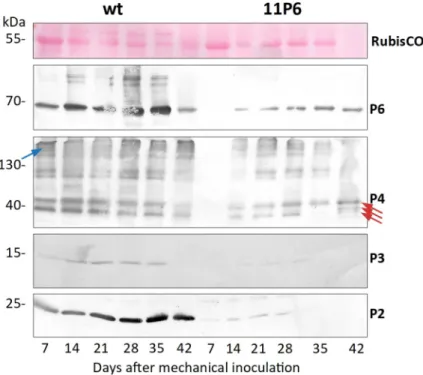 Table 1. Aphid transmission rate of CaMV 11P6 .