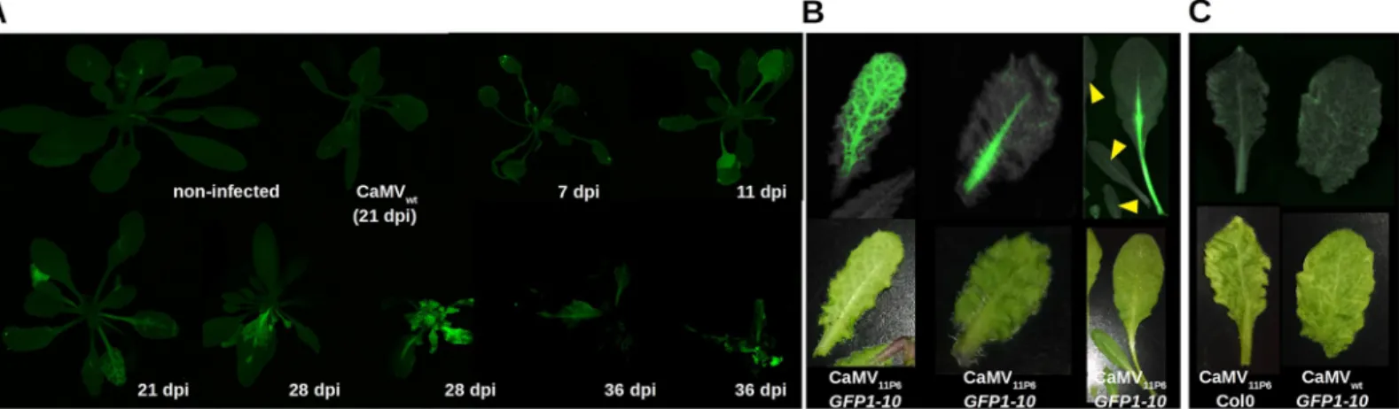 Fig 4. Visualization of 11P6 in CaMV 11P6 -infected A. thaliana GFP1-10 plants. (A) GFP1-10 plants were mechanically inoculated at different times with CaMV 11P6