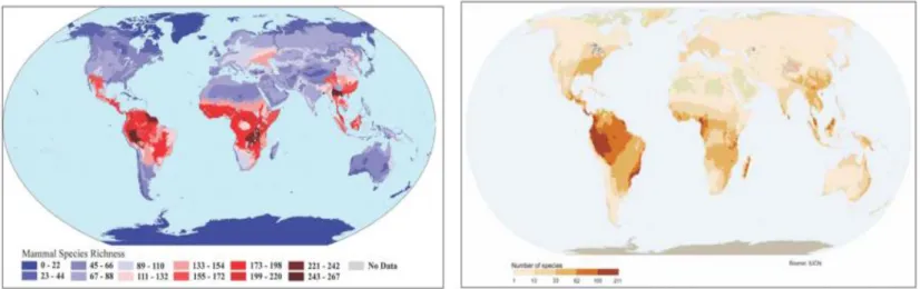 Figure 5: Global diversity of mammal (left) and amphibian (right) species (in number of species)