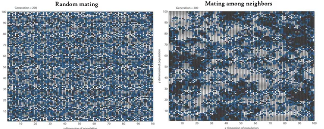 Figure 51: Mating among neighbors causes spatial clumping of genotypes and therefore clumping of allele  frequencies (from Hamilton 2009)