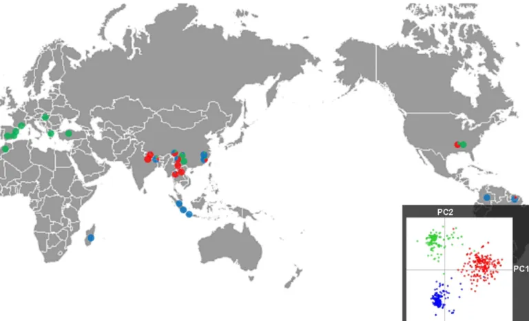 Fig. 1 Proportion of strains belonging to the three clusters inferred using Discriminant Analysis of Principal Components (DAPC) in 55 world - wide samples of Magnaporthe oryzae